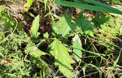 Pastinaca sativa sylvestris