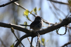 Malurus cyaneus