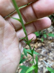 Platanthera ciliaris