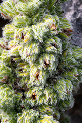 Erica occulta