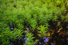 Myriophyllum