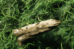 Phycitodes binaevella