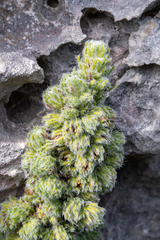 Erica occulta