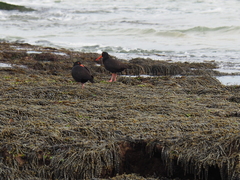 Haematopus fuliginosus