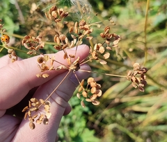 Pastinaca sativa sylvestris