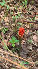 Arum maculatum