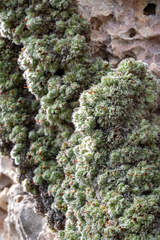 Erica occulta