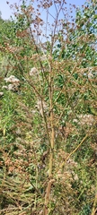 Pastinaca sativa sylvestris