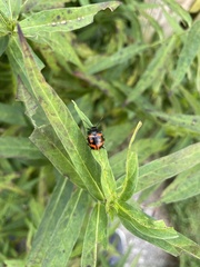 Labidomera clivicollis