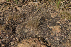 Fimbristylis dichotoma