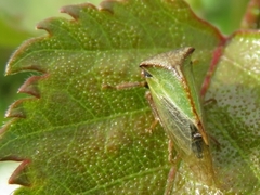 Stictocephala basalis