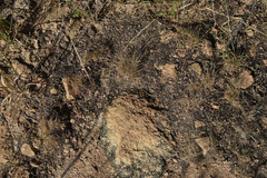 Fimbristylis dichotoma