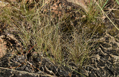 Fimbristylis dichotoma