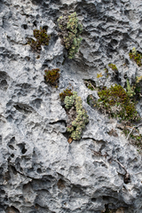 Erica occulta