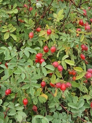 Rosa spinosissima