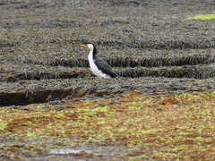 Microcarbo melanoleucos