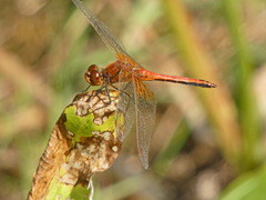 Sympetrum flaveolum