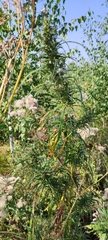 Cannabis sativa spontanea