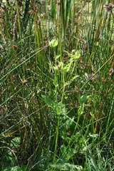 Cirsium oleraceum