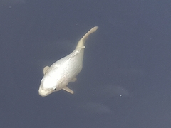 Cyprinus rubrofuscus