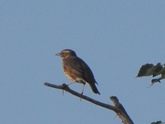 Turdus iliacus
