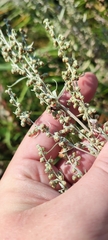 Artemisia