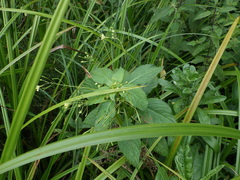 Impatiens parviflora