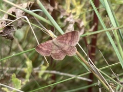 Scopula rubiginata
