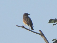 Turdus iliacus