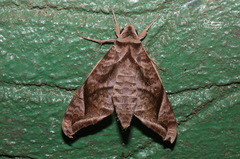 Acosmeryx naga