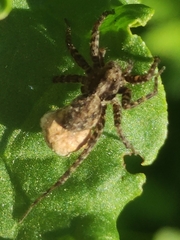 Pardosa amentata
