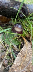 Corybas diemenicus