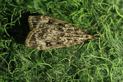 Eudonia truncicolella