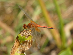 Sympetrum flaveolum