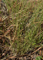 Aristida holathera