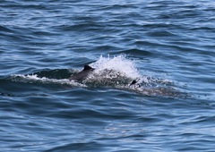 Phocoena phocoena phocoena