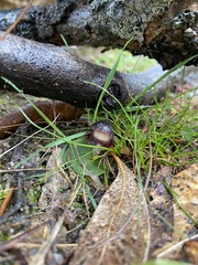Corybas diemenicus