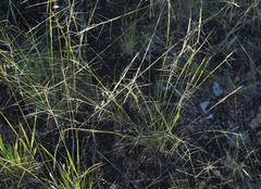 Aristida holathera