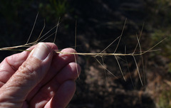 Aristida holathera
