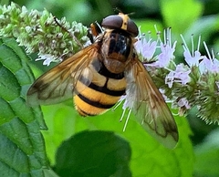 Volucella inanis