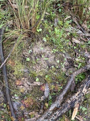Corybas diemenicus