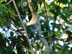 Vireo bairdi