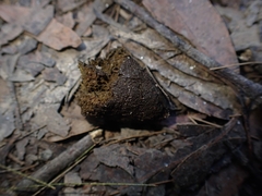 Tachyglossus aculeatus