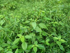 Boehmeria cylindrica