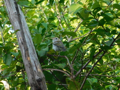 Vireo bairdi