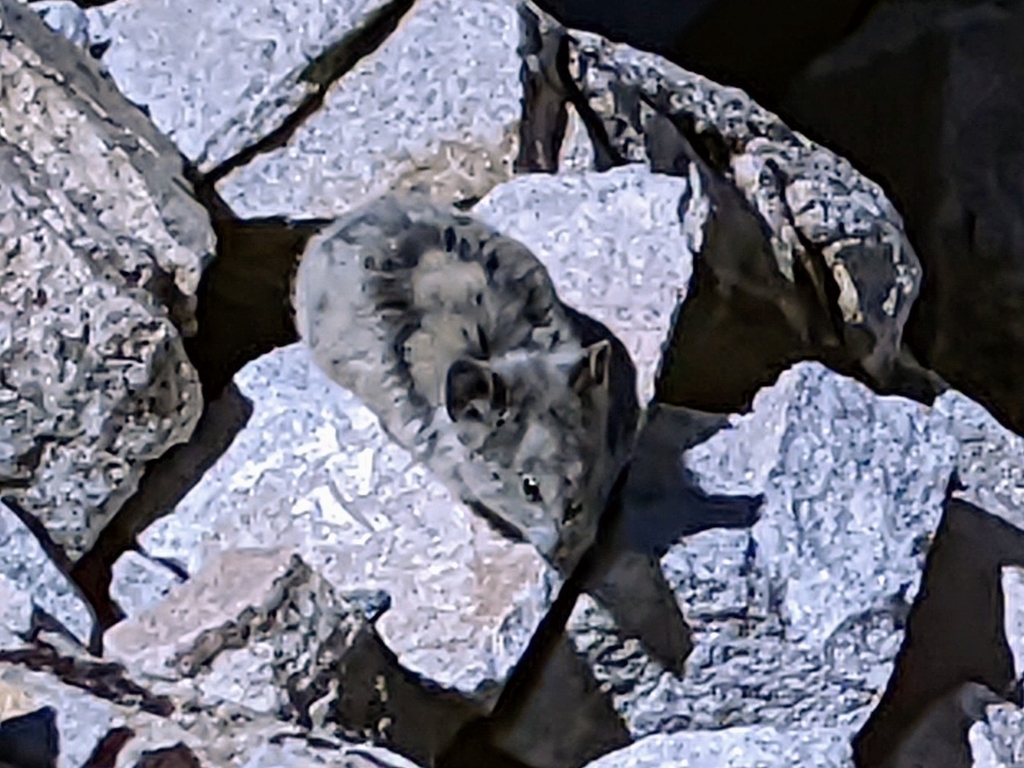 Colorado pika