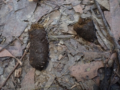 Tachyglossus aculeatus