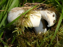 Russula delica