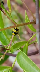 Illeis galbula