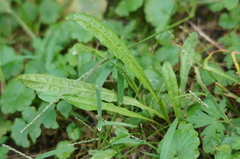 Scorzoneroides autumnalis